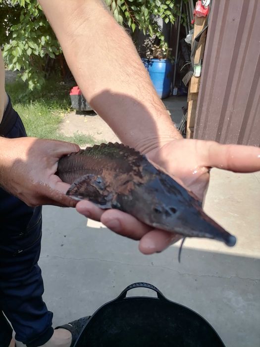 Продам осетрика для ставка