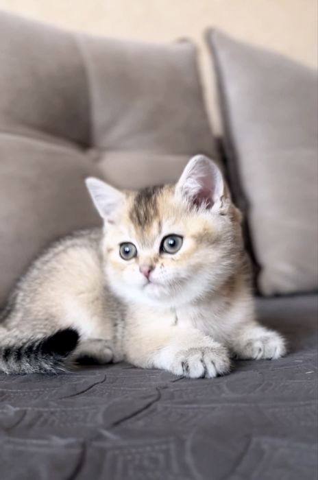 Милий котик шотландець