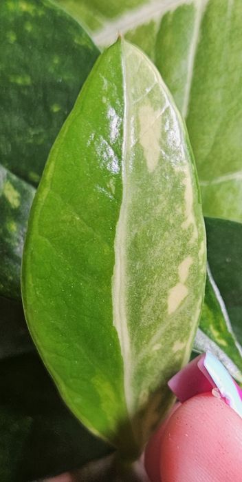 Zamiokulkas variegata listek