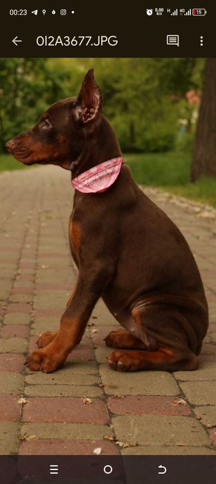 Ввічливі Дівчатка Добермана від розплідника Кку