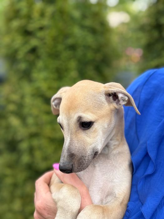 Whippet - chart angielski