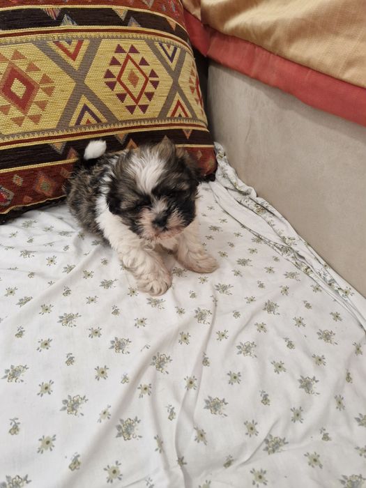 Sptiz vacinado e desparesitado