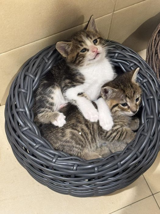 Котики від Абісійської кицьки