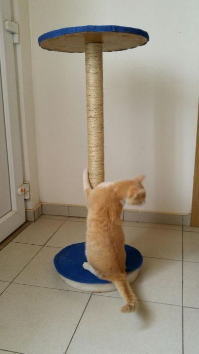 Arranhadores para gatos