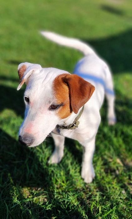 Джек Рассел Терьер