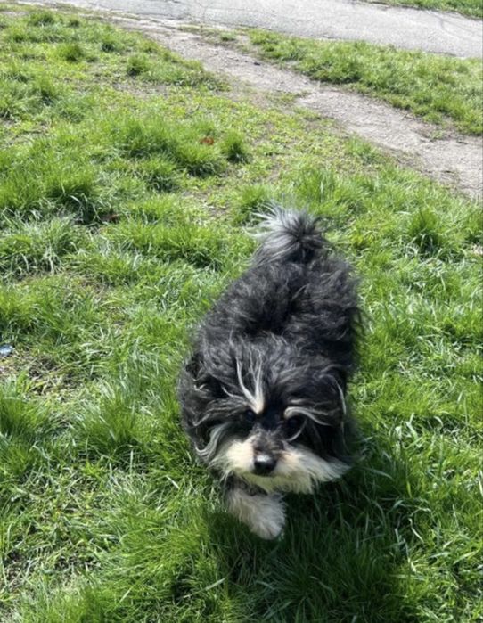 Щенята мелкой породы ищут заботливых хозяев