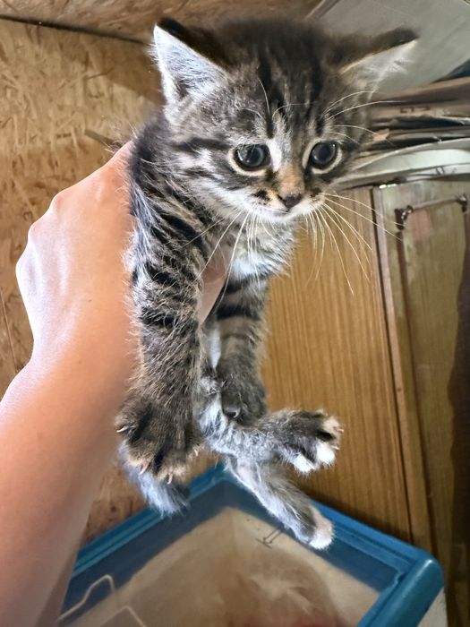 Котенята породисті