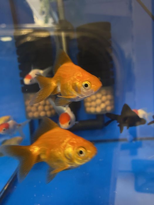 Welon welonka złota