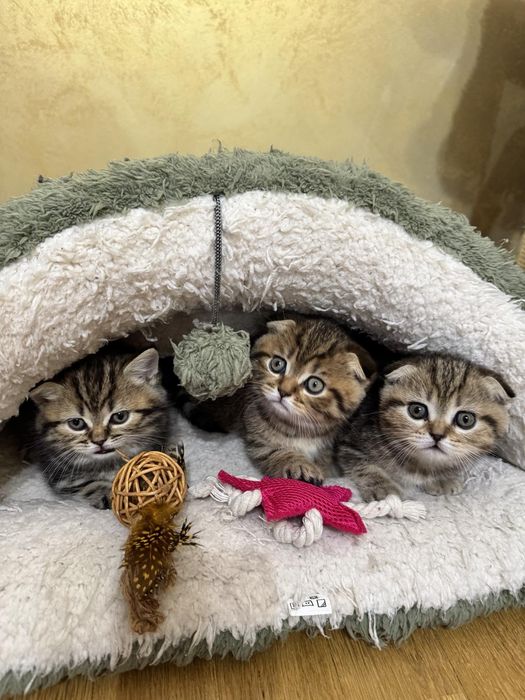 Кошенятка шотландці, котейки, мілашки