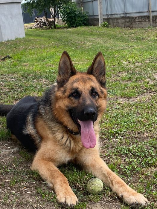 Кобель Німецька вівчарка на вʼязку