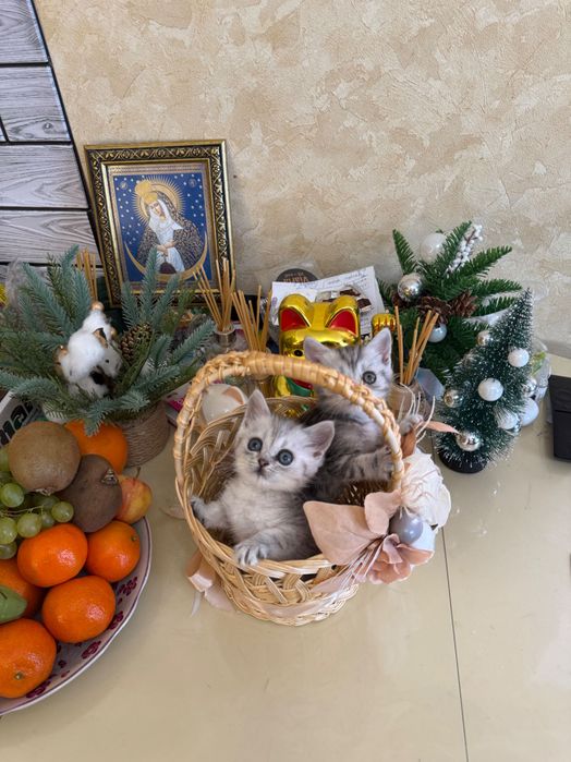 Шотландські кошенята