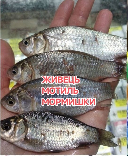 Прудовий карась 5-9см живець