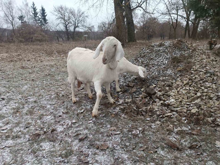 Нубійські кози. Обмін
