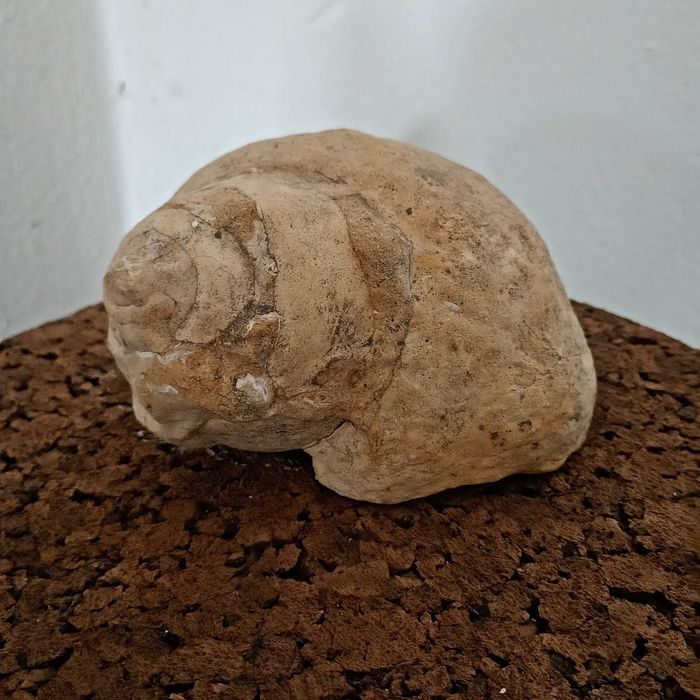 Fóssil (gastrópode cretácio), bom estado