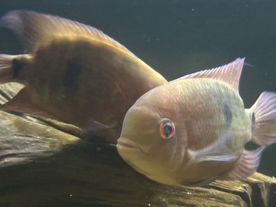 Casal temporalis a reproduzir