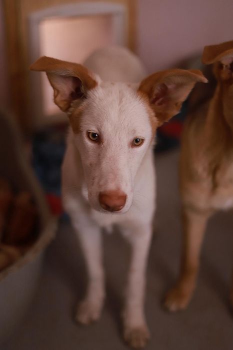 Delikatna, wrażliwa suczka rozgląda się za kochającym człowiekiem,  do adopcji
