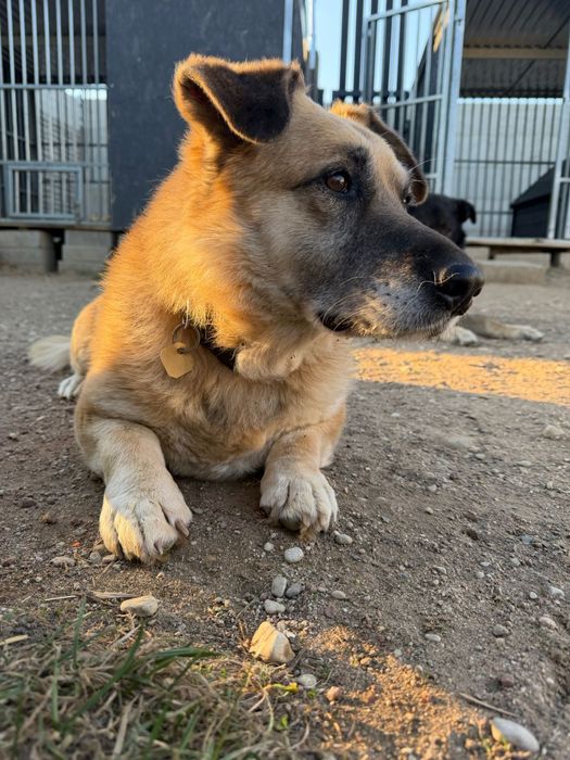 Nero dorosły pies szuka domu