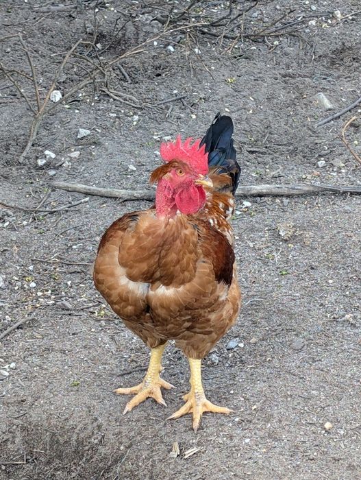 Galo de Raça Pescoço Pelado