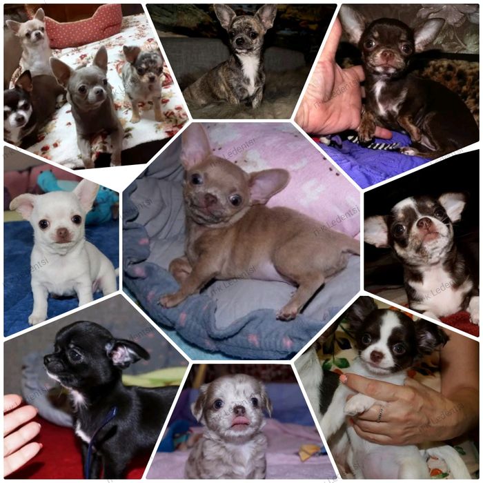 Чихуахуа вязка.За щенка либо по договору