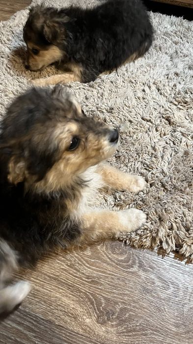 Віддам у добрі руки щенят, 1річні