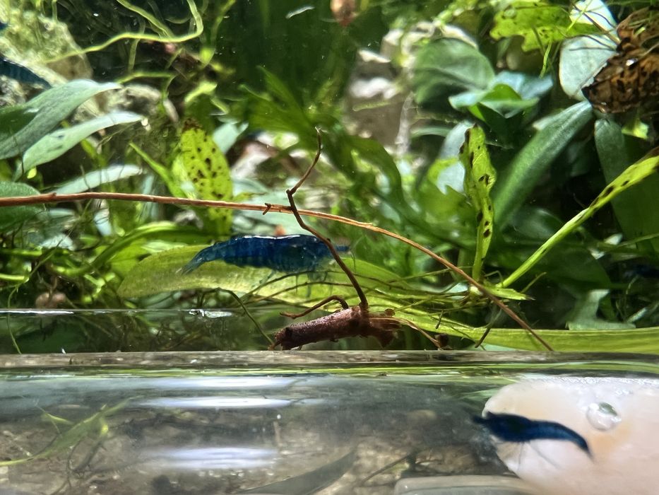 Camarões blue dream