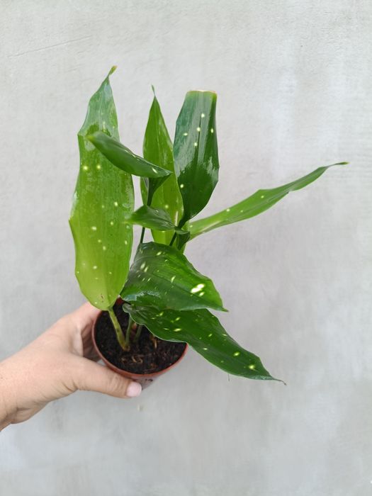 Аспідістра Aspidistra sp Thailand