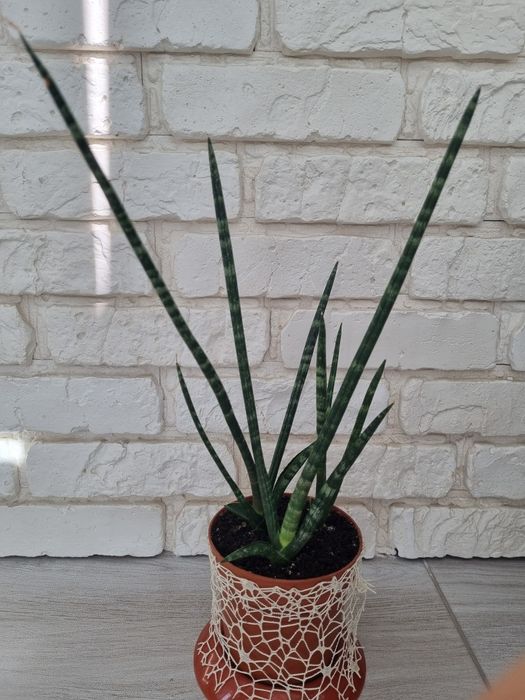 Сансевієрія Циліндрика
