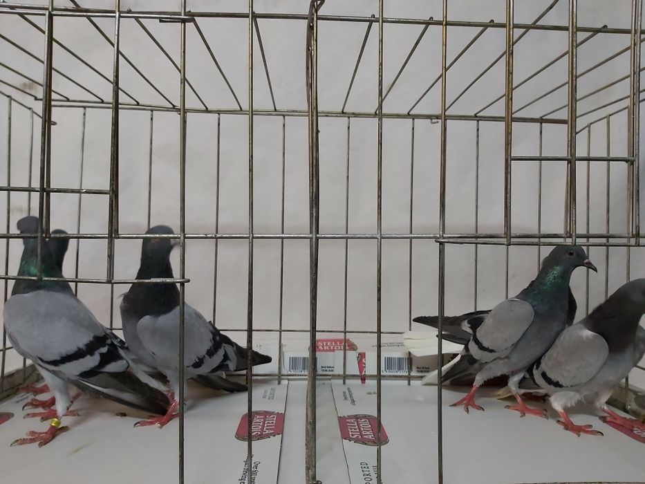 Gołębie Wyszfance Siwe