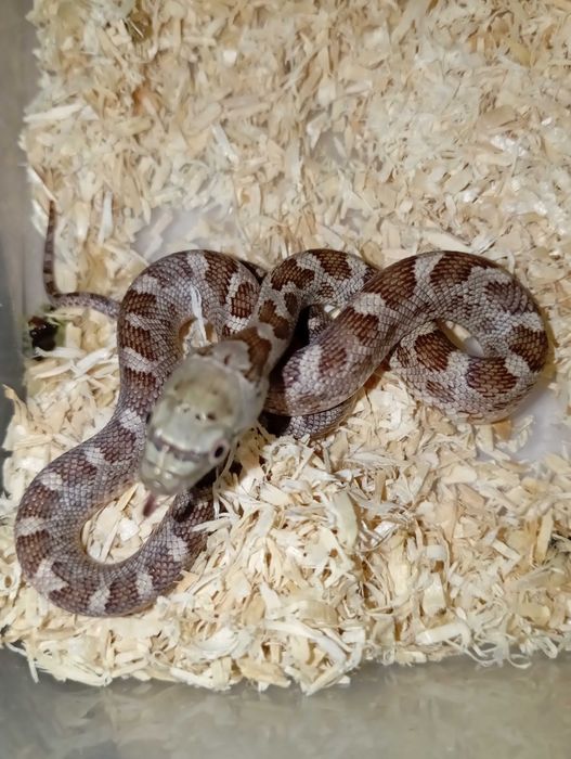 Pantherophis obsoletus PARA