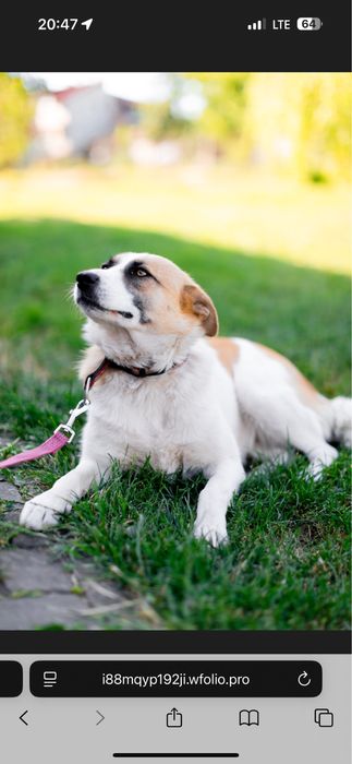 Прилаштовується собака