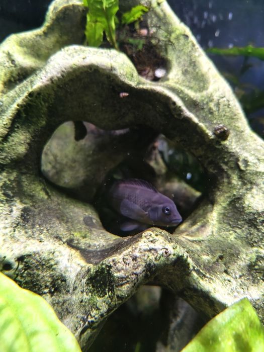 Лево голові цихліди казуари