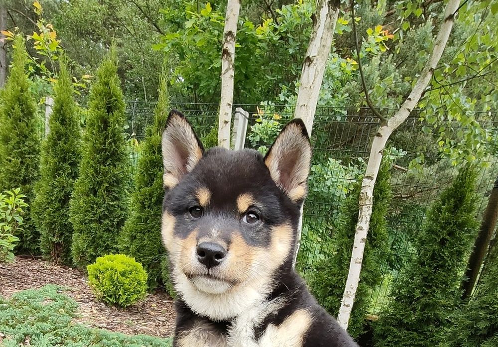 Shiba inu piesek czarny podpalany