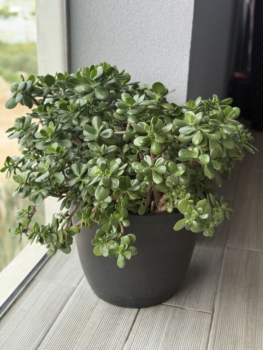 Suculenta Planta Jade 60cm