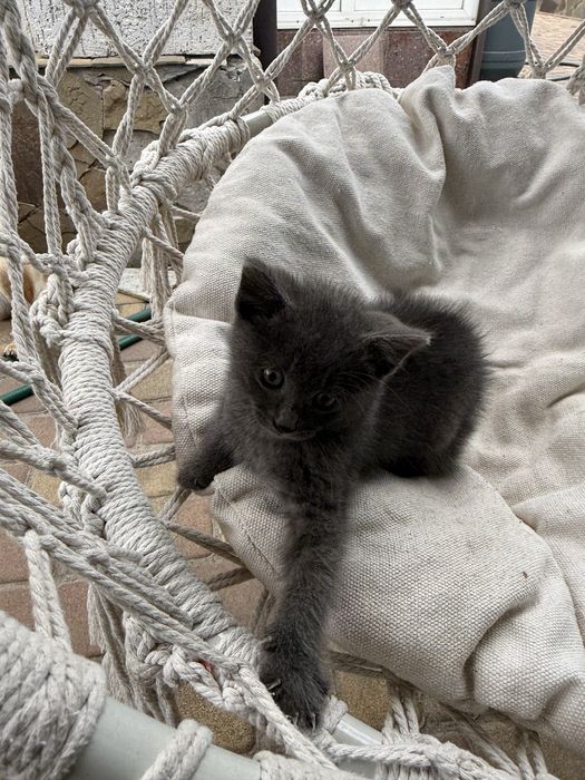 Кошеня безкоштовно
