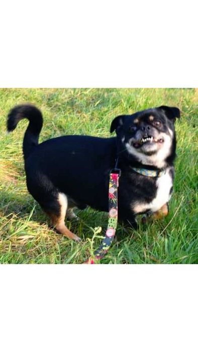 Mały (7kg) pies z charakterem (adopcja)