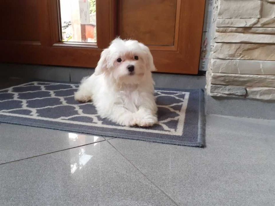 Maltańczyk szczeniaczek suczka.