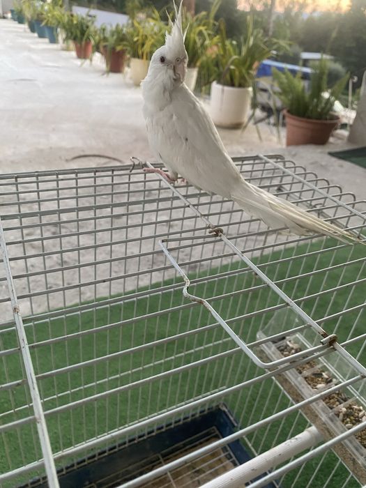 Tenho uma caturra albina domesticada para cerder