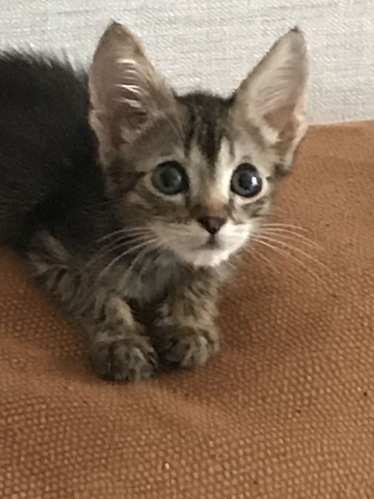 Котенок в добрые руки
