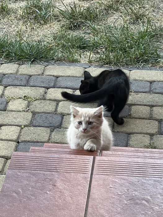 Котики , 3 місяці