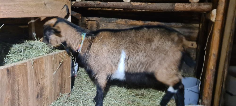 Świeże mleko kozie z gór | Zarejestrowane stado | Naturalne