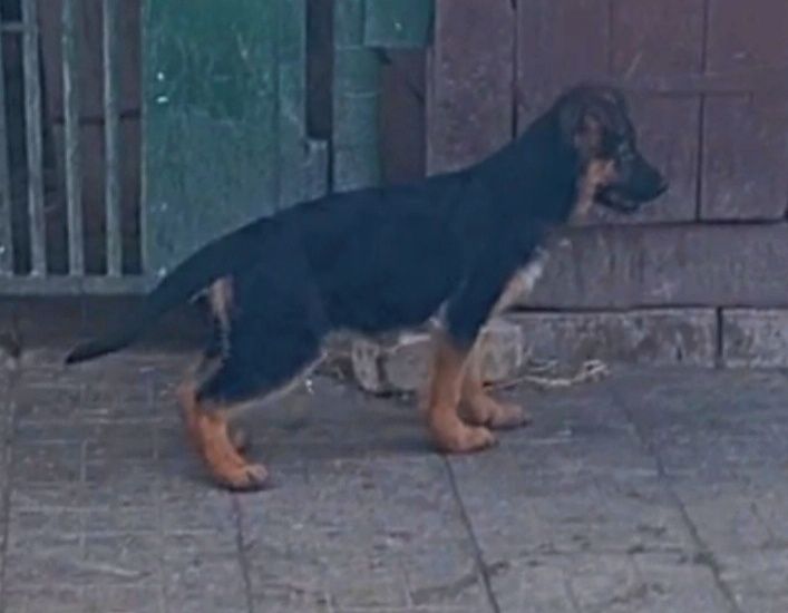 Роскошные девочки из питомника.