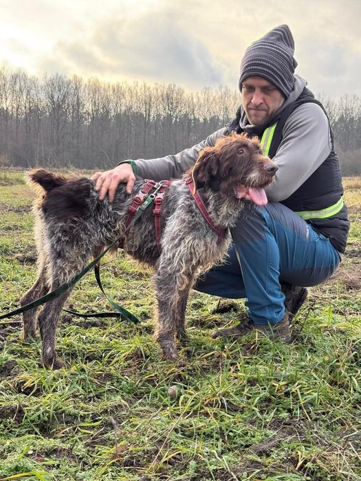 Wyżeł Brus czeka na pilny dom