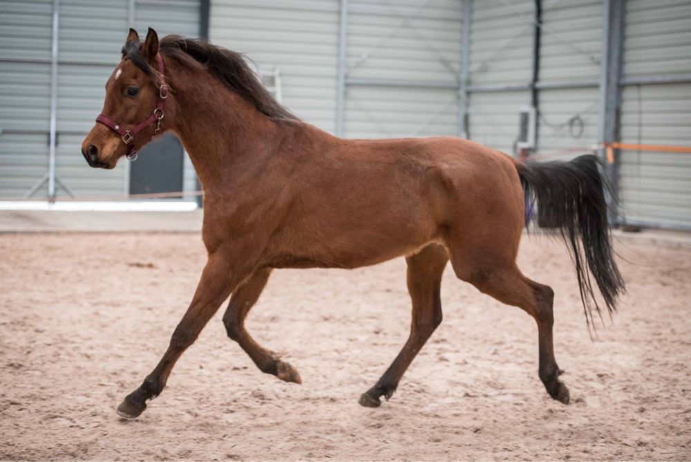 Sprzedam konia czystej krwi arabskiej
