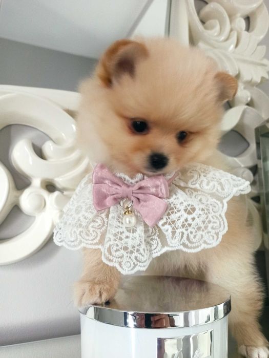 Sunia***szpic miniaturowy pomeranian