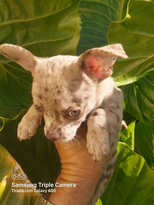 Linda menina chihuahua