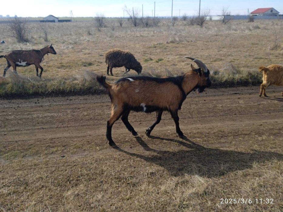 Альпійський козел, цап