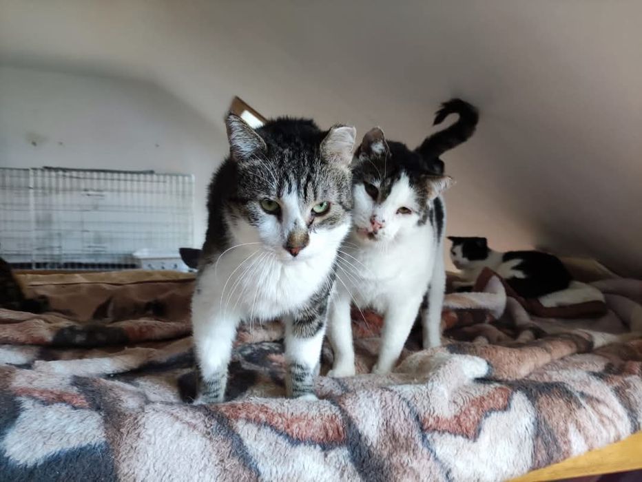 Elton i Rambo dwa słodziaki do adopcji.