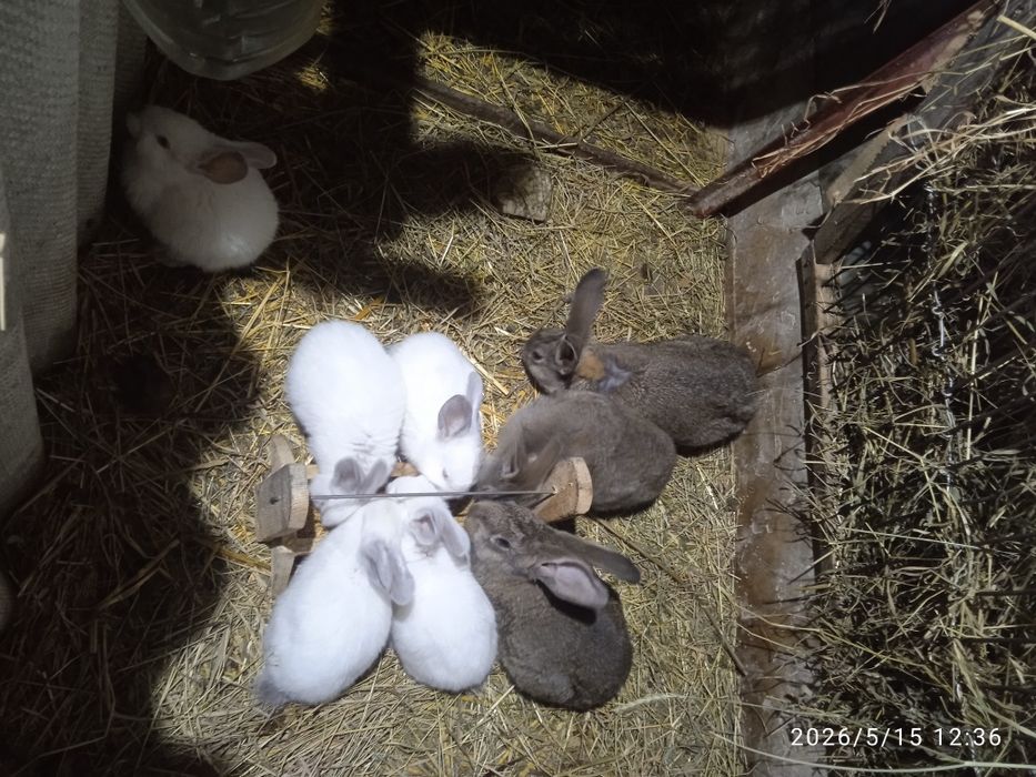 продам хлопців та дівчат,різнихціна 200гр.кг..