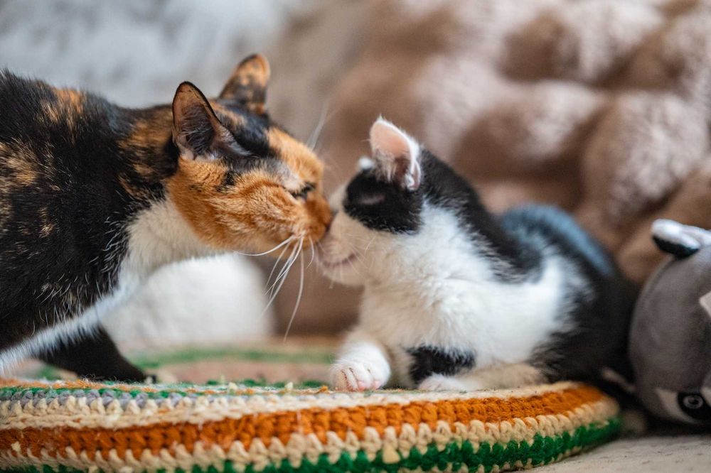 AMOREK – mały Kupidyn, który trafi prosto w Twoje serce