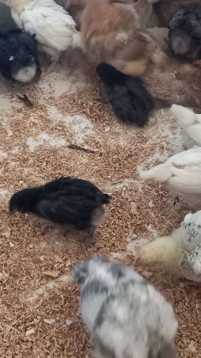 Продам Підрощені курчатка